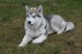 P147 aljašský malamut štěně.jpg